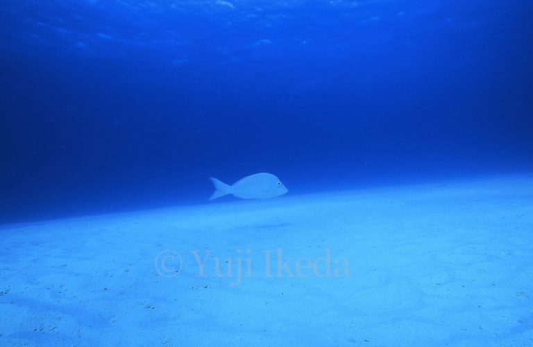 One quiet scene of underwater, Yuji Ikeda Photo
